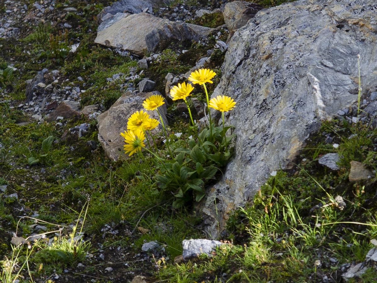 Habitus
